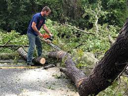 Leaf Removal