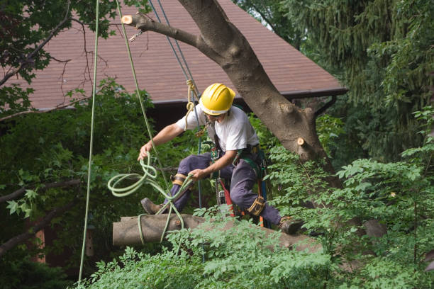 Lawn Irrigation Installation and Maintenance